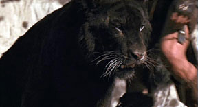 http://www.newanimal.org/beastmaster_panther.jpg