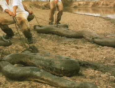 Record-breaking giant snakes are sometimes confirmed as real, but the biggest ones still remain unconfirmed. This photo is copyrighted by those who own the copyright to the book cover for 'Tales of Giant Snakes' by John C. Murphy and Robert W. Henderson.