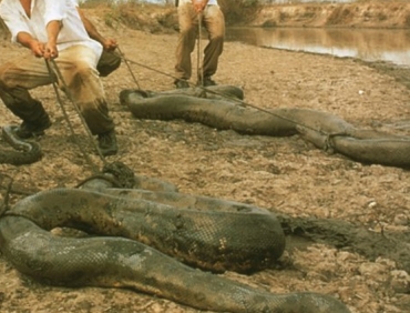 what is the largest green anaconda ever recorded