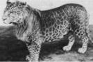 This photograph of a leopon, a lion/leopard hybrid, shows characteristics also reported in the marozi. I do not know who owns the copyright to this photograph.